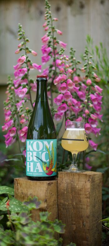 comment faire le kombucha