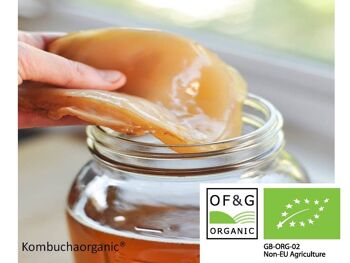 jar kombucha