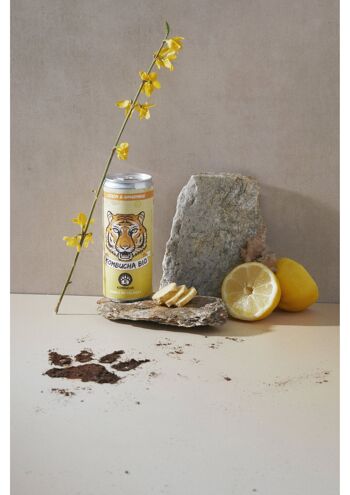 champignon kombucha recette