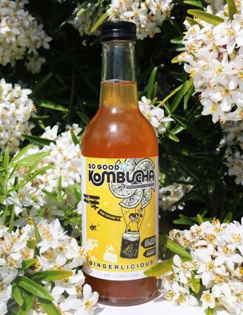 mère kombucha