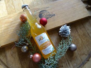 organic kombucha starter kit